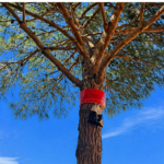 Palafrugell instal·la prop de 150 trampes per combatre la processionària del pi 24_04_2026__Proccessonaria_2