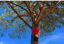 Palafrugell instal·la prop de 150 trampes per combatre la processionària del pi 24_04_2026__Proccessonaria_2