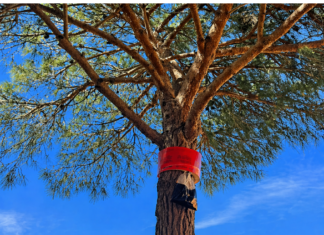 Palafrugell instal·la prop de 150 trampes per combatre la processionària del pi 24_04_2026__Proccessonaria_2