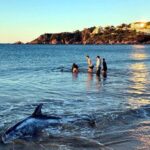 privat:-dos-joves-i-una-agent-dels-mossos-salven-dos-dofins-que-havien-quedat-varats-en-una-platja-de-sant-feliu-de-guixols