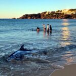 privat:-dos-joves-i-una-agent-dels-mossos-salven-dos-dofins-que-havien-quedat-varats-en-una-platja-de-sant-feliu-de-guixols