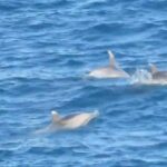 privat:-dofins-a-torroella-de-montgri:-albiren-exemplars-davant-de-punta-mila
