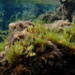 privat:-els-cientifics-alerten-que-els-boscos-marins-retrocedeixen-amb-perdues-de-fins-al-80%