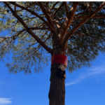 privat:-l’ajuntament-de-palafrugell-installa-prop-de-150-trampes-per-controlar-la-processionaria-del-pi