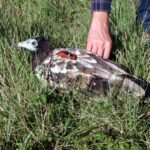 privat:-alliberen-a-albanya-un-aufrany-despres-d’un-any-recuperant-se-en-un-centre-de-fauna-per-la-intoxicacio-amb-rodenticides