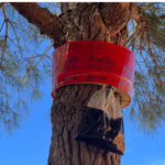 privat:-l’ajuntament-de-palafrugell-installa-prop-de-150-trampes-per-controlar-la-processionaria-del-pi
