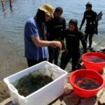 privat:-una-trentena-de-voluntaris-recuperen-feixos-de-posidonia-a-llanca-arrossegats-pels-temporals