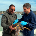 Rescatats 65 exemplars de fauna marina al litoral català durant el primer trimestre del 2026, un 6% menys