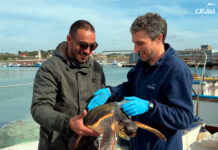 Rescatats 65 exemplars de fauna marina al litoral català durant el primer trimestre del 2026, un 6% menys