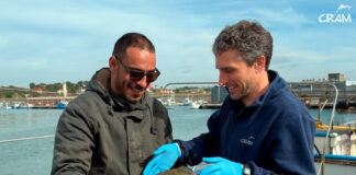 Rescatats 65 exemplars de fauna marina al litoral català durant el primer trimestre del 2026, un 6% menys