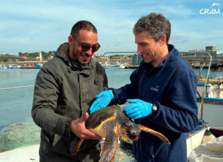 Rescatats 65 exemplars de fauna marina al litoral català durant el primer trimestre del 2026, un 6% menys