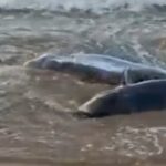 Rescaten dos dofins atrapats a la platja de Sant Pol i els retornen al mar