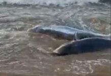 Rescaten dos dofins atrapats a la platja de Sant Pol i els retornen al mar