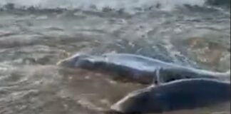 Rescaten dos dofins atrapats a la platja de Sant Pol i els retornen al mar