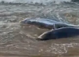 Rescaten dos dofins atrapats a la platja de Sant Pol i els retornen al mar