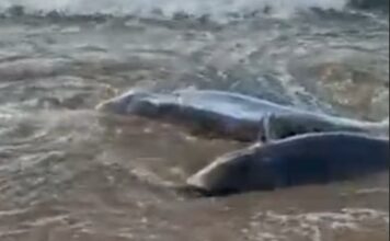 Rescaten dos dofins atrapats a la platja de Sant Pol i els retornen al mar
