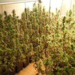 Desmantellen una plantació de marihuana en un habitatge de Santa Cristina d’Aro plantació de marihuana santa cristina d'aro