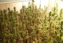 Desmantellen una plantació de marihuana en un habitatge de Santa Cristina d’Aro plantació de marihuana santa cristina d'aro
