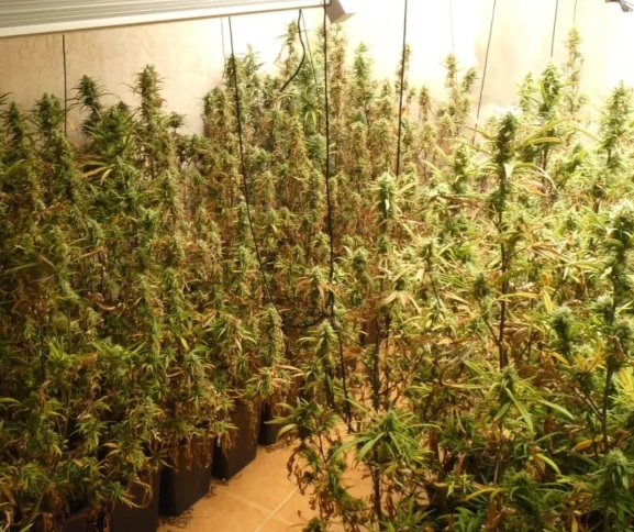 plantació de marihuana santa cristina d'aro