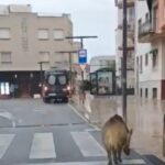 Un senglar es passeja per l’avinguda Juli Garreta de Sant Feliu Senglar Sant Feliu av juli garreta