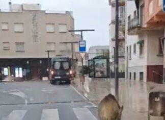 Un senglar es passeja per l’avinguda Juli Garreta de Sant Feliu Senglar Sant Feliu av juli garreta