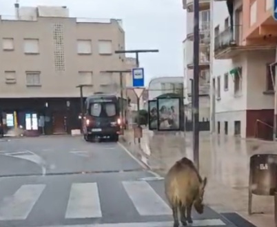 Senglar Sant Feliu av juli garreta Senglar Sant Feliu av juli garreta