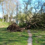 La ventada arrenca 48 arbres a Castell d’Aro, Platja d’Aro i s’Agaró ventada Platja d'aro