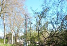 La ventada arrenca 48 arbres a Castell d’Aro, Platja d’Aro i s’Agaró ventada Platja d'aro