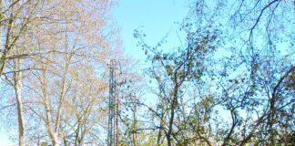 La ventada arrenca 48 arbres a Castell d’Aro, Platja d’Aro i s’Agaró ventada Platja d'aro