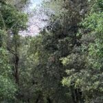 privat:-palafrugell-arranja-els-camins-de-terra-afectats-pel-temporal-harry