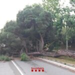 privat:-cau-un-pi-de-grans-dimensions-al-mig-de-la-carretera-a-sant-feliu-de-guixols