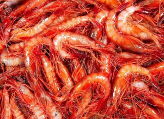 El Govern destina 2,7 milions d’euros a les confraries de pescadors per reforçar la seva activitat privat:-s’inicia-una-nova-edicio-del-menu-de-la-gamba-de-palamos,-que-s’oferira-a-onze-restaurants-certificats-amb-la-marca-de-garantia-d’aquest-destacat-producte-palamosi