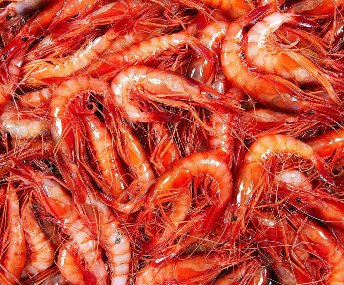 privat:-s’inicia-una-nova-edicio-del-menu-de-la-gamba-de-palamos,-que-s’oferira-a-onze-restaurants-certificats-amb-la-marca-de-garantia-d’aquest-destacat-producte-palamosi privat:-s’inicia-una-nova-edicio-del-menu-de-la-gamba-de-palamos,-que-s’oferira-a-onze-restaurants-certificats-amb-la-marca-de-garantia-d’aquest-destacat-producte-palamosi