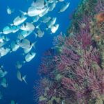 Les Illes Medes redueixen els impactes del submarinisme i consoliden un model de busseig més responsable Contacte submarinistes Illes Medes
