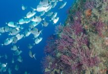 Les Illes Medes redueixen els impactes del submarinisme i consoliden un model de busseig més responsable Contacte submarinistes Illes Medes