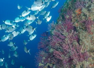 Les Illes Medes redueixen els impactes del submarinisme i consoliden un model de busseig més responsable Contacte submarinistes Illes Medes