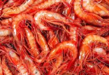 Onze restaurants participen en una nova edició del Menú de la Gamba de Palamós Gamba de Palamós