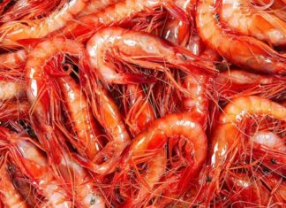 Onze restaurants participen en una nova edició del Menú de la Gamba de Palamós Gamba de Palamós