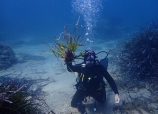 SOS Costa Brava denuncia que no s’aplica la nova normativa que protegeix la posidònia a la Costa Brava privat:-sos-costa-brava-denuncia-l’incompliment-del-nou-decret-que-protegeix-la-posidonia-a-la-costa-brava