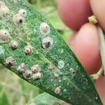 Detecten una plaga de caparreta per primer cop a Europa al Parc Natural del Montgrí, les Illes Medes i el Baix Ter plaga montgrí