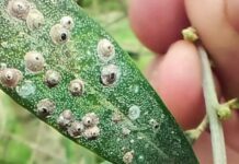 Detecten una plaga de caparreta per primer cop a Europa al Parc Natural del Montgrí, les Illes Medes i el Baix Ter plaga montgrí