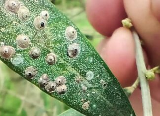 Detecten una plaga de caparreta per primer cop a Europa al Parc Natural del Montgrí, les Illes Medes i el Baix Ter plaga montgrí