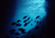 El Parc Natural del Montgrí i les illes Medes inicia un estudi pioner per catalogar les coves submergides del litoral