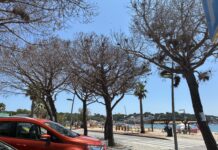 L’Ajuntament de Sant Feliu substituirà els pins enverinats de Sant Pol per un projecte natural o artístic