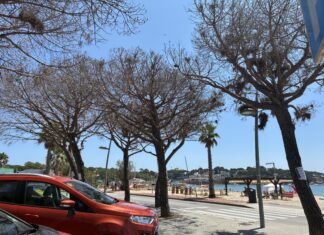 L’Ajuntament de Sant Feliu substituirà els pins enverinats de Sant Pol per un projecte natural o artístic