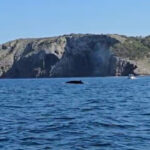 Albiren tres exemplars de balena rorqual des d’una barca a la costa del Montgrí, a tocar de les Illes Medes balena rorqual Montgrí