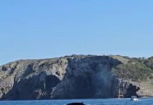 Albiren tres exemplars de balena rorqual des d’una barca a la costa del Montgrí, a tocar de les Illes Medes balena rorqual Montgrí