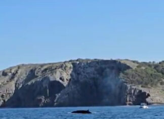 Albiren tres exemplars de balena rorqual des d’una barca a la costa del Montgrí, a tocar de les Illes Medes balena rorqual Montgrí