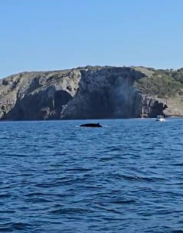 balena rorqual Montgrí