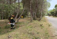 Palamós reforça la prevenció d’incendis amb treballs forestals a La Fosca i Castell tasques de neteja palamós